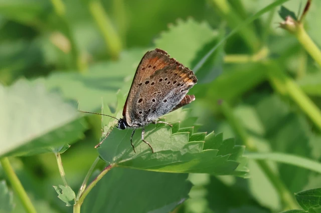 Lycaena dispar rutilus - nagy tűzlepke