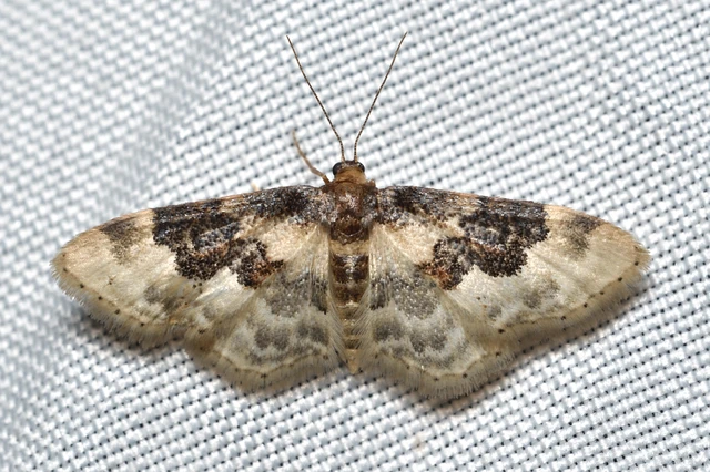 Idaea rusticata - tarka apróaraszoló
