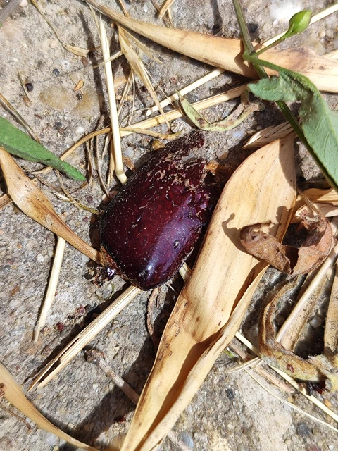 Oryctes nasicornis - orrszarvú bogár