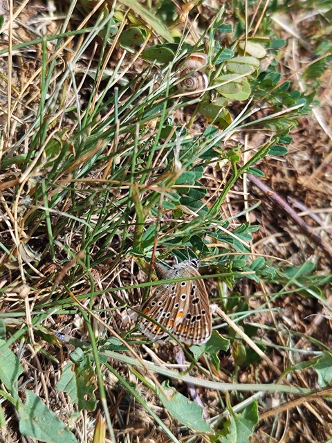 Polyommatus bellargus - égszínű boglárka
