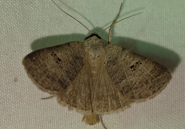 Lygephila viciae - hegyi csüdfűbagoly