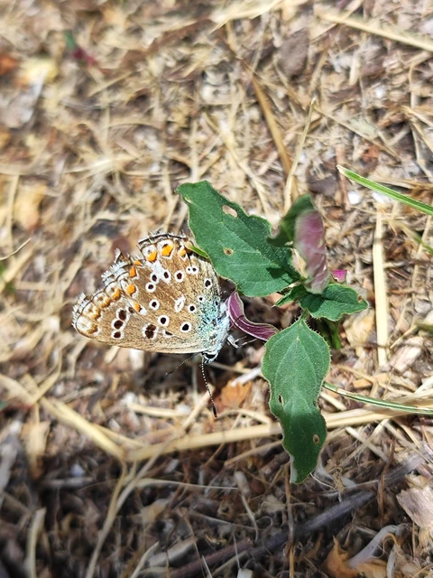 Polyommatus bellargus - égszínű boglárka