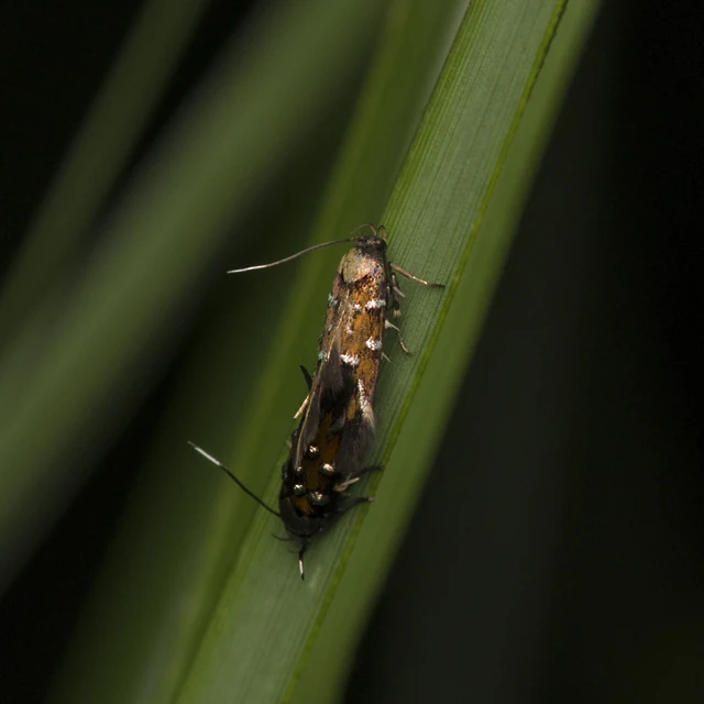 Pancalia leuwenhoekella - feketecsápú ibolyamoly