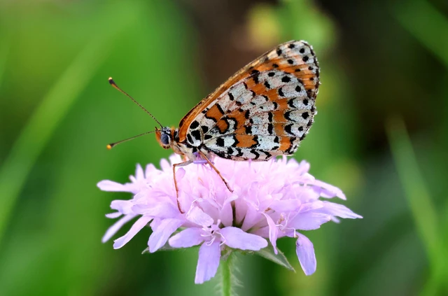 Melitaea didyma - tüzes tarkalepke