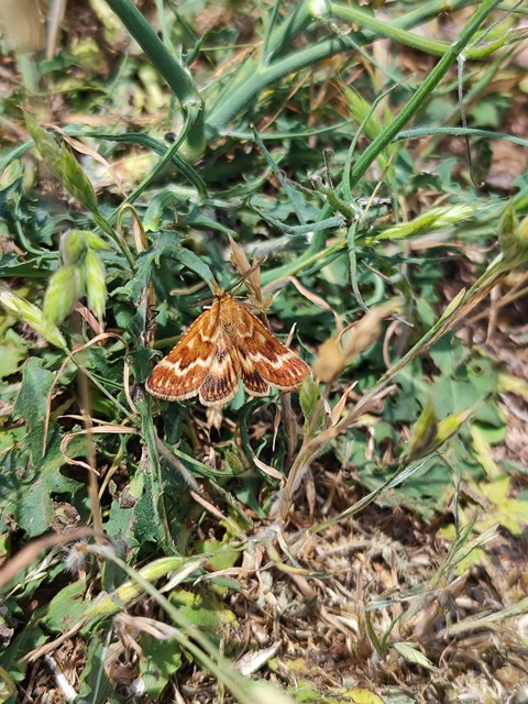 Synaphe moldavica - moldovai fényilonca