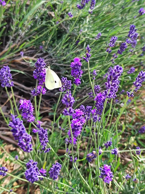 Pieris rapae - répalepke