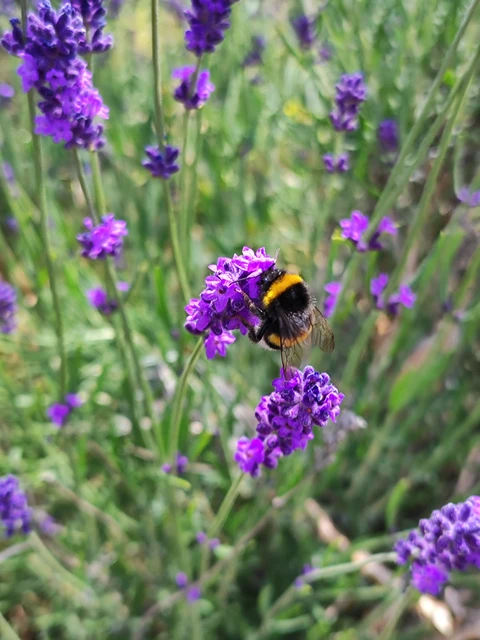 Bombus - poszméhek