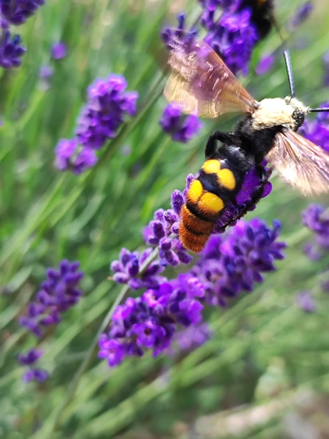 Megascolia maculata - óriás-tőrösdarázs