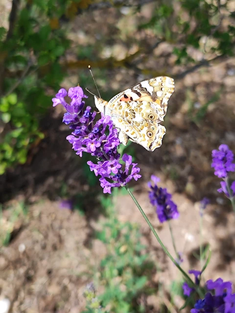 Vanessa cardui - bogáncslepke