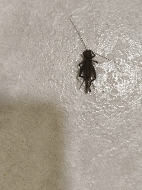 Melanogryllus desertus - fekete tücsök Melanogryllus desertus - fekete tücsök