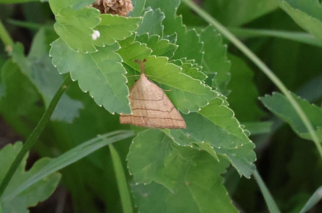 Polypogon tentacularia - sötétaljú karcsúbagoly