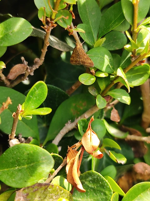 Pyrausta despicata - réti bíbormoly