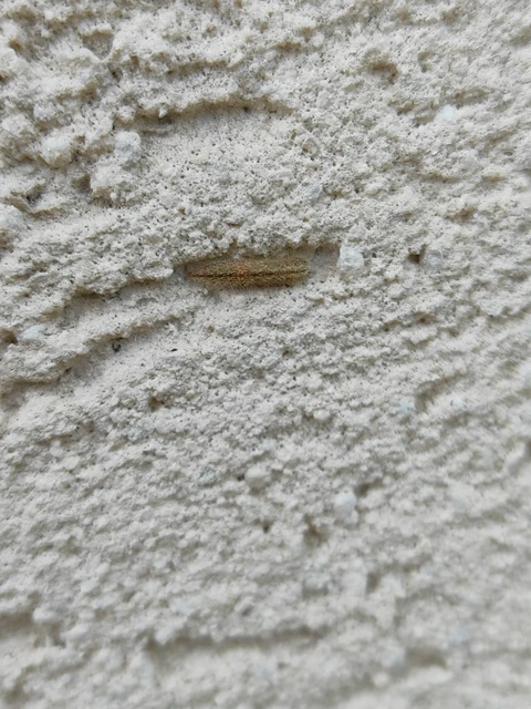 Pterophoridae - tollasmolyfélék