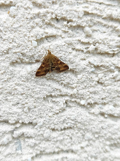 Pyrausta despicata - réti bíbormoly