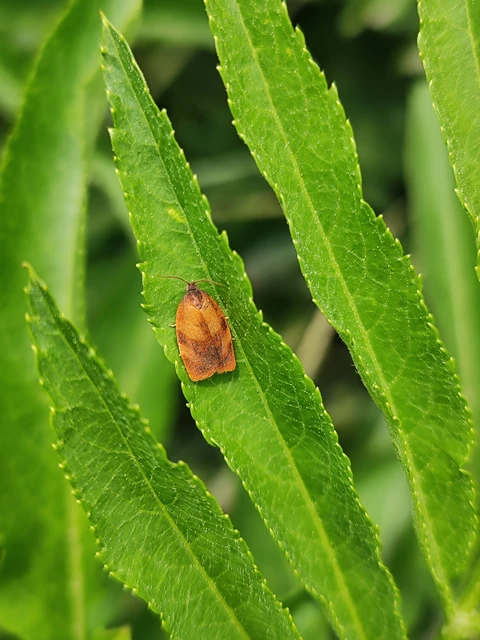 Cacoecimorpha pronubana - szegfű-sodrómoly