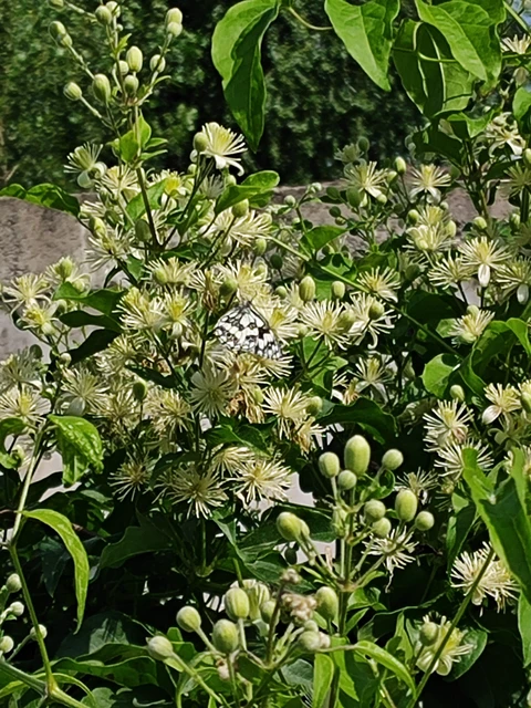 Melanargia galathea - sakktáblalepke