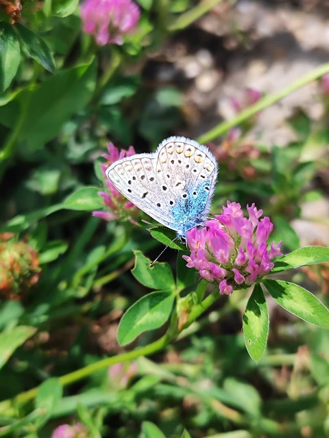 Polyommatus icarus - közönséges boglárka