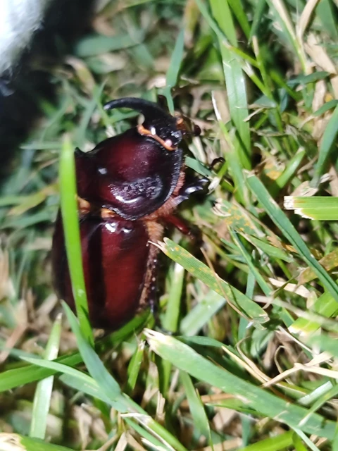 Oryctes nasicornis - orrszarvú bogár