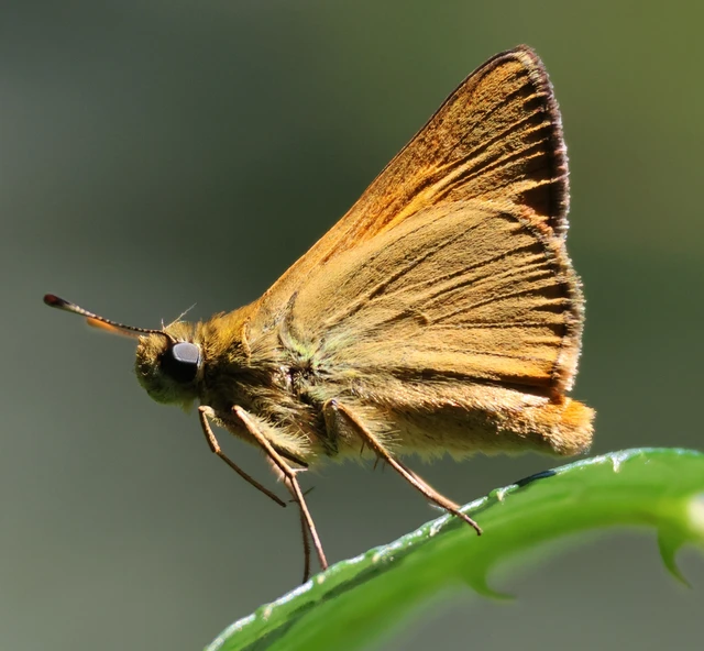 Thymelicus sylvestris - barna busalepke