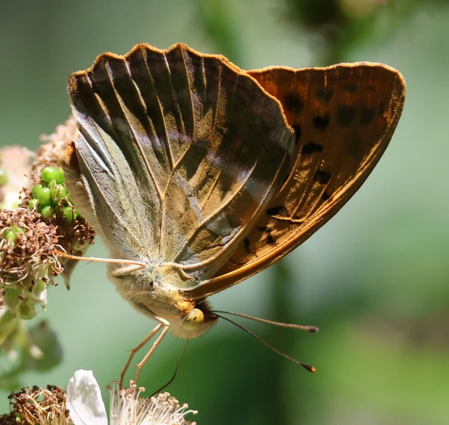 Argynnis paphia - nagy gyöngyházlepke