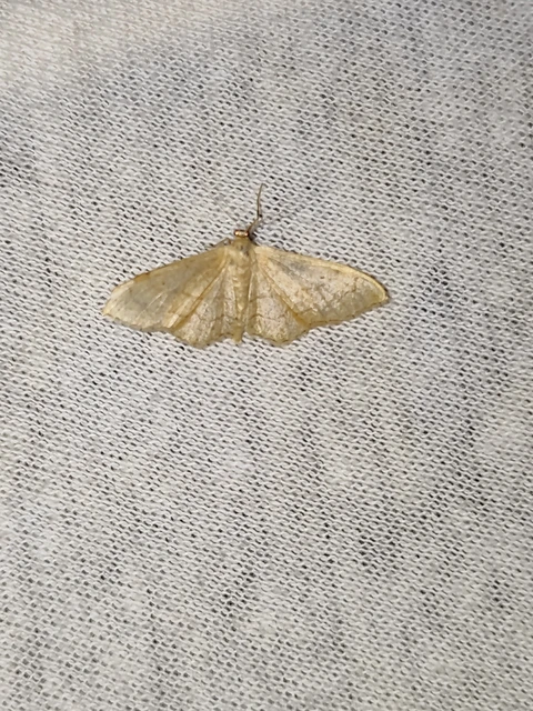 Idaea aversata - nagy sávosaraszoló