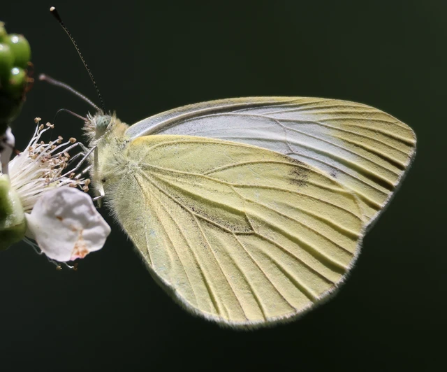 Pieris napi - repcelepke