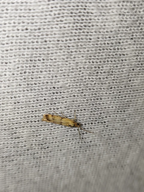 Homoeosoma sinuella - agyagsárga karcsúmoly