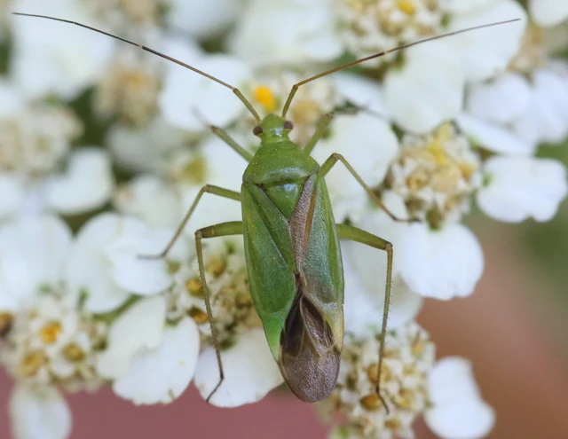 Calocoris affinis Calocoris affinis
