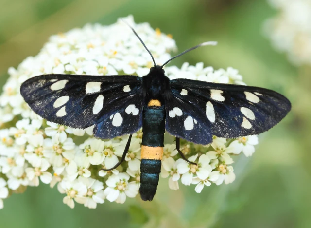 Amata phegea - fehérpettyes álcsüngőlepke