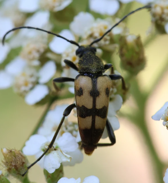 Pachytodes erraticus - rajzos virágcincér