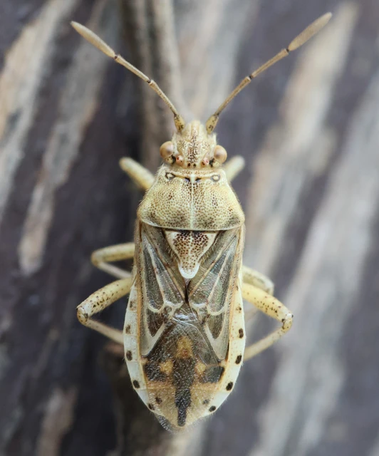 Rhopalidae - üvegpoloskák