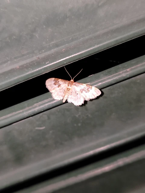Idaea rusticata - tarka apróaraszoló