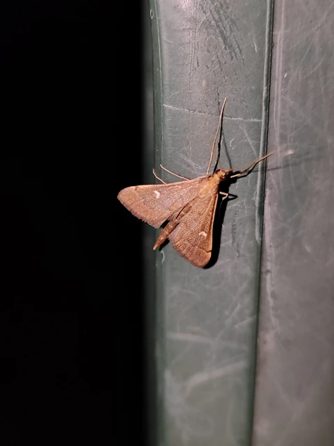 Dolicharthria punctalis - hosszúlábú tűzmoly