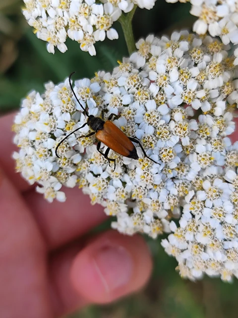 Stictoleptura fulva - vörhenyes virágcincér