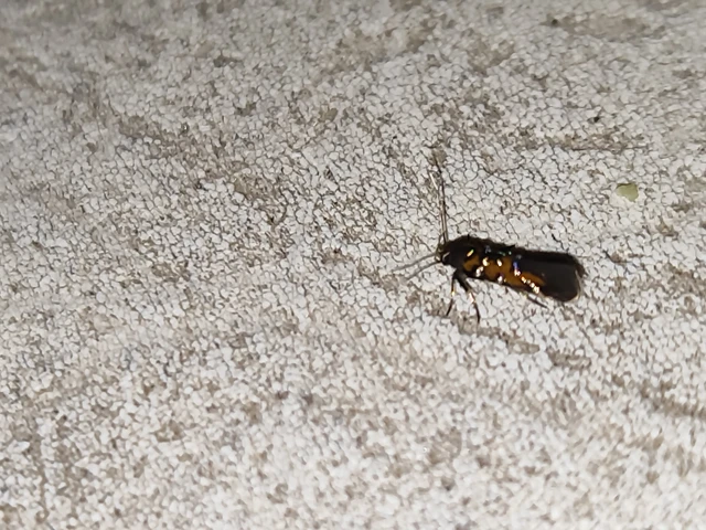 Pancalia leuwenhoekella - feketecsápú ibolyamoly