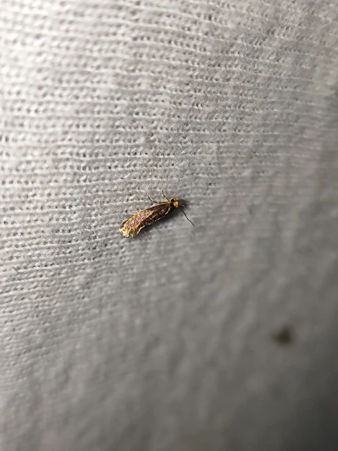 Tineidae - ruhamolyfélék