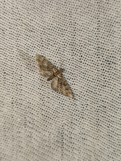 Gymnoscelis rufifasciata - vöröscsíkos törpearaszoló