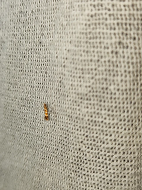 Cameraria ohridella - vadgesztenye-sátorosmoly