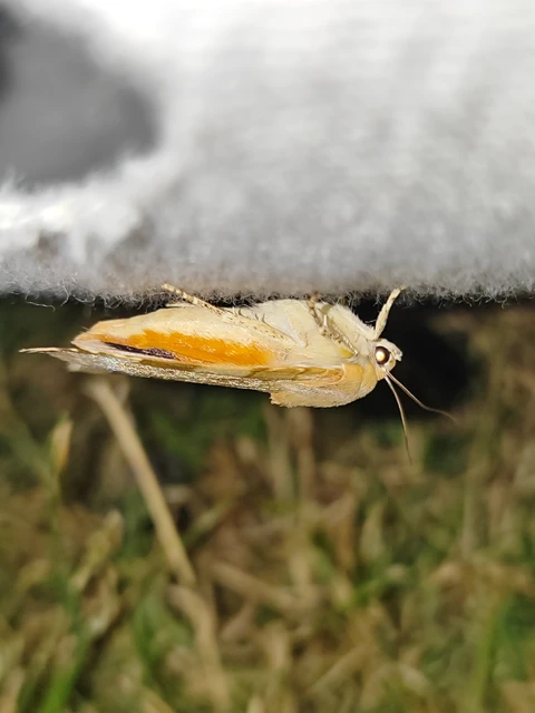 Noctua fimbriata - szélessávú sárgafűbagoly