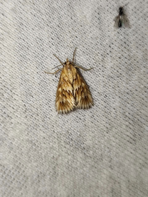 Cynaeda dentalis - gyakori ciframoly