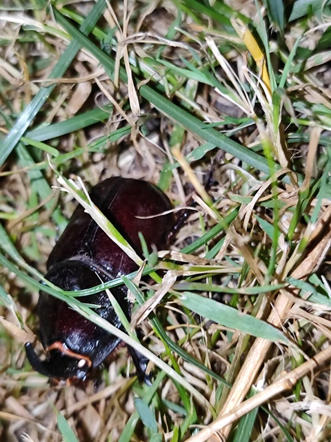 Oryctes nasicornis - orrszarvú bogár