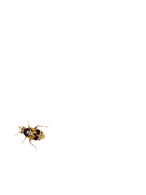 Miridae - mezeipoloskák