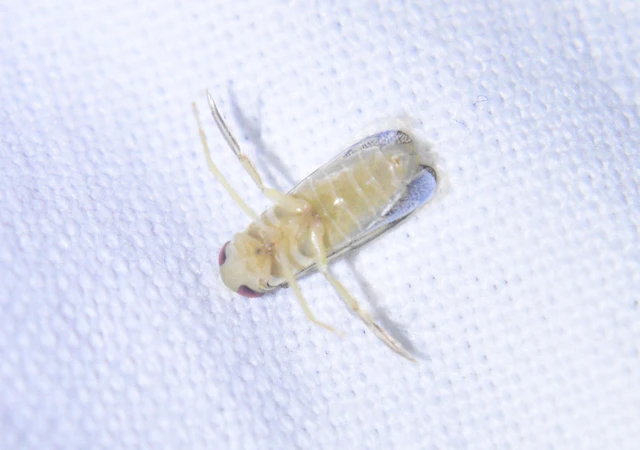 Corixidae - búvárpoloskák Corixidae - búvárpoloskák