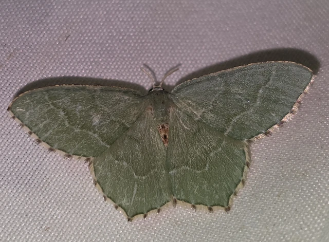 Hemithea aestivaria - nyír-zöldaraszoló