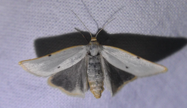 Cybosia mesomella - csontszínű molyszövő
