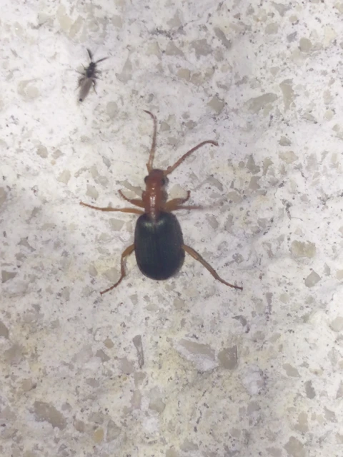 Brachinus