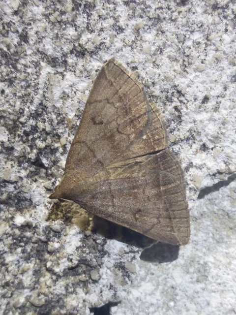 Zanclognatha lunalis - pelyheslábú karcsúbagoly