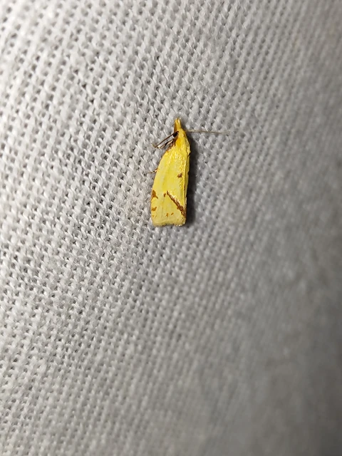 Agapeta hamana - közönséges sárgamoly