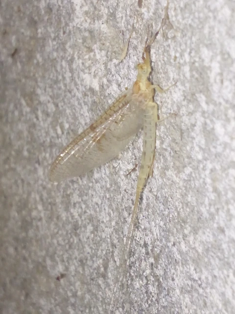 Ephemera glaucops