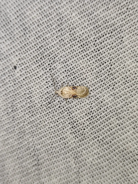 Agonopterix alstromeriana - bürök-laposmoly